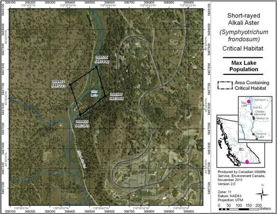 Figure A1 shows the Area containing critical habitat for Short-rayed Alkali Aster near Penticton, B.C. The polygon indicates an area of 2.4 ha. Existing anthropogenic features within the indicated polygon, including active roads, are not identified as critical habitat. Permanent standing water is not identified as critical habitat.
