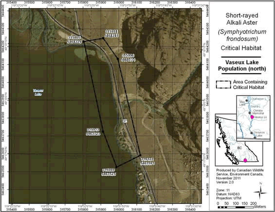 Figure A3 shows the Area containing critical habitat for Short-rayed Alkali Aster at northern Vaseux Lake, B.C. The polygon indicates an area of 11.4 ha. Existing anthropogenic features within the indicated polygon, including active roads and houses, are not identified as critical habitat. Permanent standing water is not identified as critical habitat.