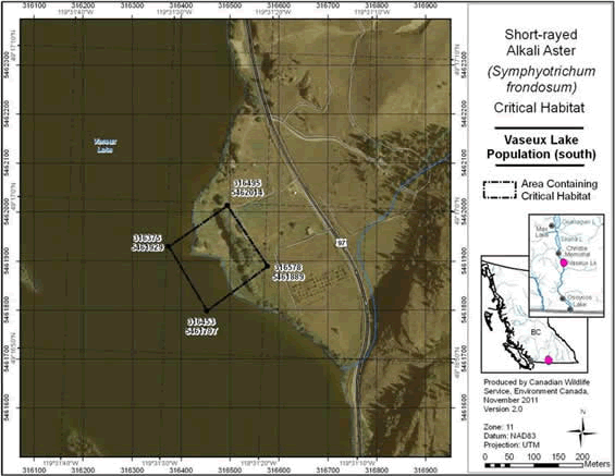 Figure A4 shows the Area containing critical habitat for Short-rayed Alkali Aster at southern Vaseux Lake, B.C. The polygon indicates an area of 2.3 ha. Existing anthropogenic features within the indicated polygon, including active roads and houses, are not identified as critical habitat. Permanent standing water is not identified as critical habitat.