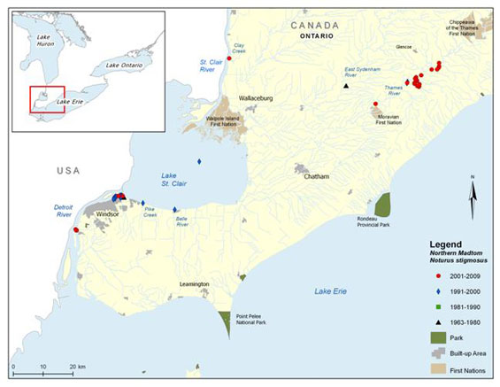 Figure 3. Canadian range of the Northern Madtom. (See long description below)