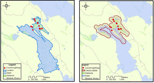 Figure 6: Two maps showing an example of how critical habitat was marked on a lake (these maps are illustrations only). Both maps are of the same lake. The map on the left shows the outline of the lake and includes the entire waterbody and surrounding wetlands. This map also shows eastern ribbonsnake sightings in this area. The map on the right shows the identified critical habitat, including the lakeshore and nearby wetlands. The map shows that all of the sightings found in this area fall within the critical habitat.