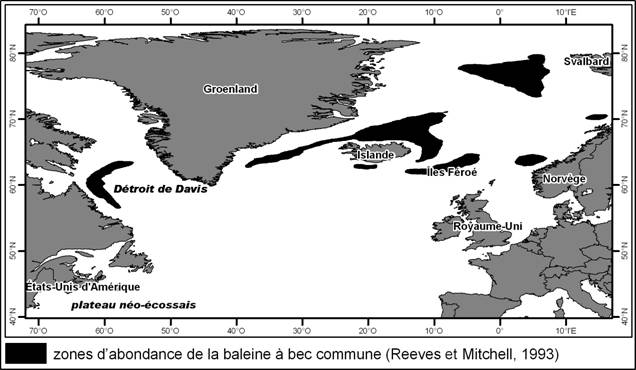 Programme de rétablissement de la baleine à bec commune