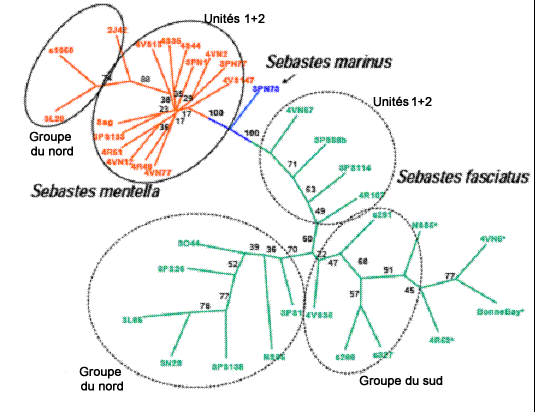Diagramme de l’arbre des plus proches voisins illustrant la relation génétique entre des échantillons de sébaste atlantique et de sébaste d’Acadie.