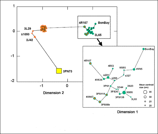 Représentation graphique de la distance génétique entre des échantillons de sébaste atlantique, de sébaste d’Acadie et de sébaste orangé après l’analyse statistique multidimensionnelle de la distance entre les cordes de Cavalli-Sforza et d’Edwards (1967). 