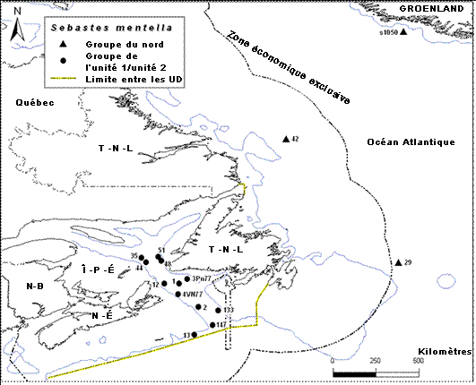 Carte illustrant la localité des groupes génétiques de sébastes atlantiques et la limite proposée entre l’unité désignable du Nord et l’unité désignable du golfe du Saint-Laurent et du chenal Laurentien.
