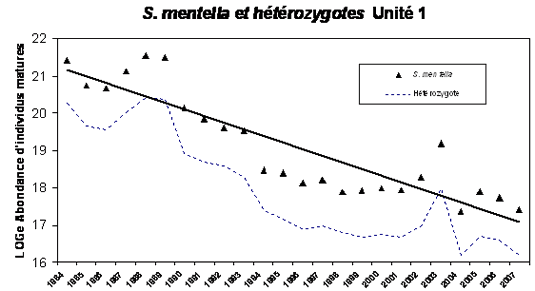 Graphique indiquant l’abondance des sébastes atlantiques matures et des hétérozygotes dans l’unité 1, unité désignable du golfe du Saint-Laurent et du chenal Laurentien, de 1984 à 2007.