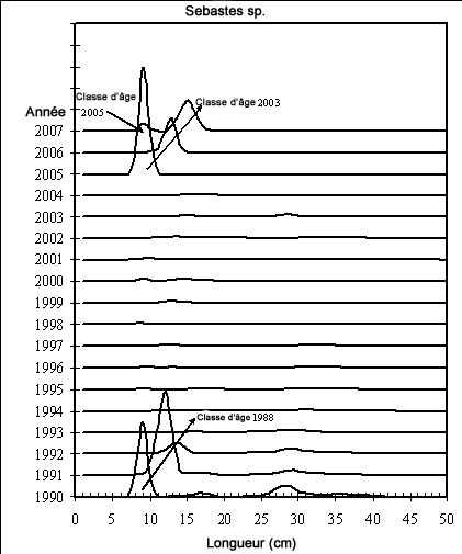 Graphique indiquant la fréquence de longueur chez les Sebastes sp. dans l’unité 1, unité désignable du golfe du Saint-Laurent et du chenal Laurentien. Données tirées de Sévigny et al., 2007.